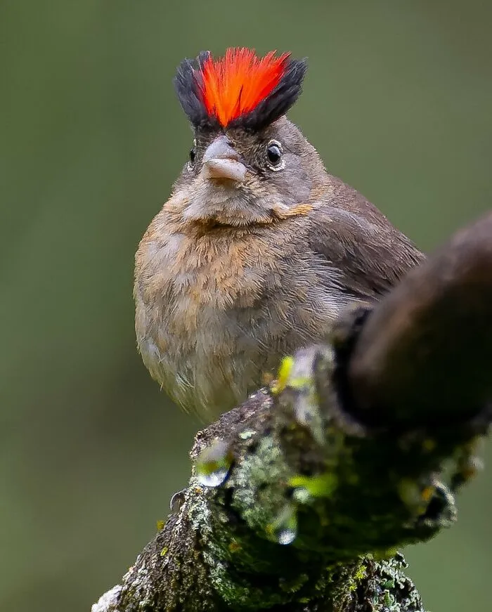 Grey Pileated Finch