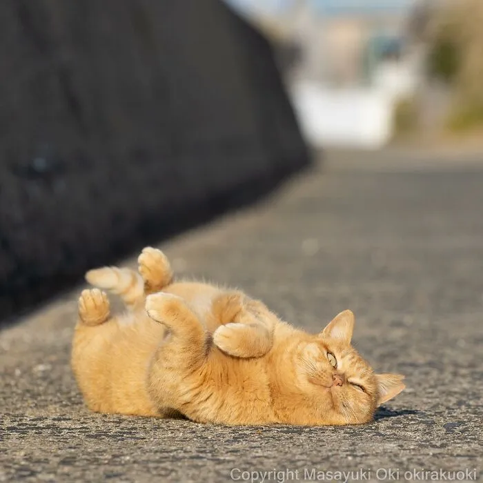 Estas 20 fotos de Masayuki Oki nos cuentan cómo es la vida de los gatos callejeros de Tokio