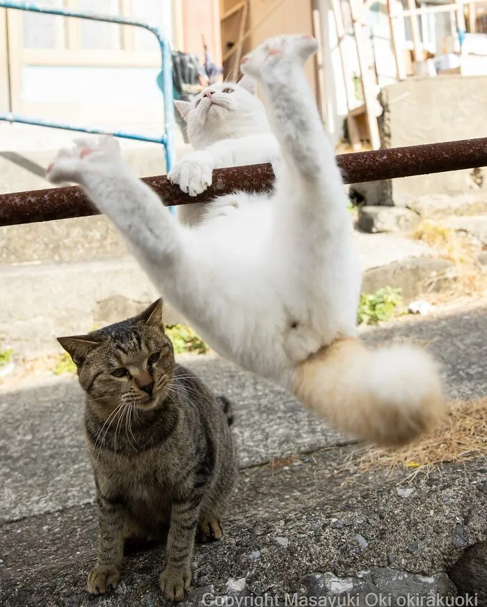 Estas 20 fotos de Masayuki Oki nos cuentan cómo es la vida de los gatos callejeros de Tokio