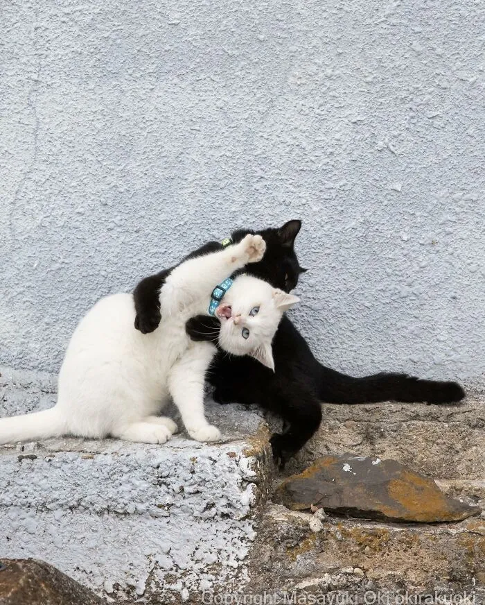 Estas 20 fotos de Masayuki Oki nos cuentan cómo es la vida de los gatos callejeros de Tokio