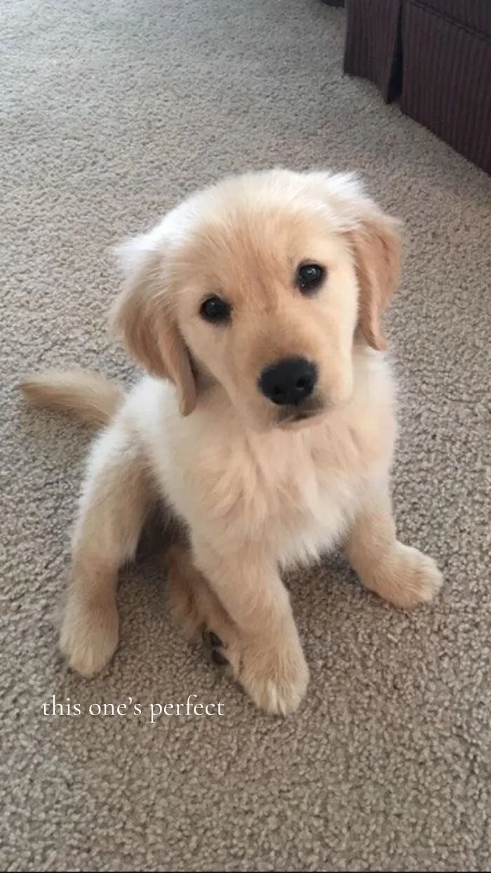 Golden retriever puppy sitting on carpet, showcasing one of the perfect imperfections in this wholesome trend.