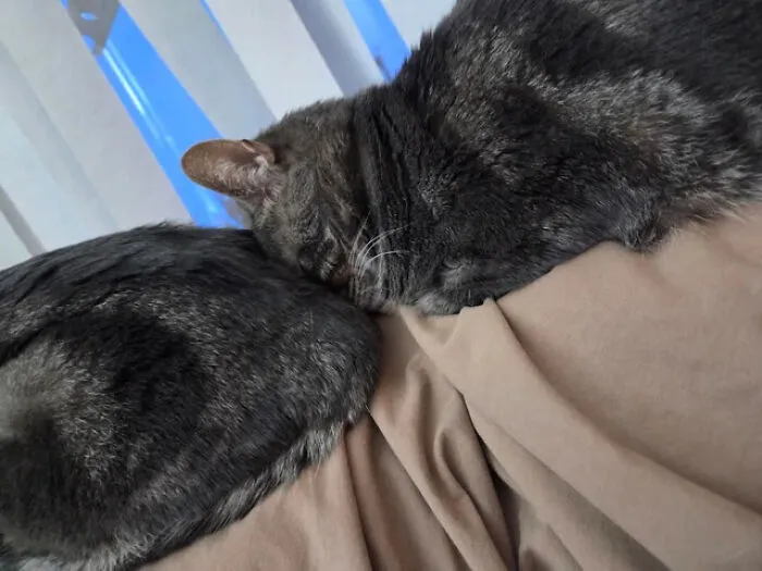 Two adorable cat duos with gray fur sleeping closely together on a brown blanket near window blinds.