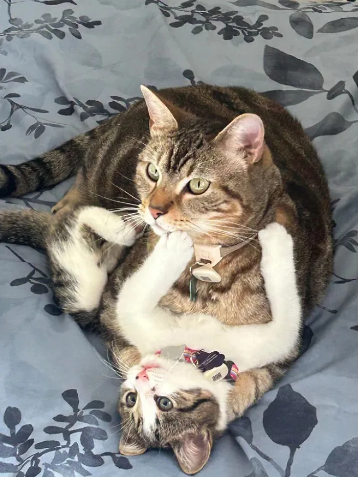 "My Big Boy Cat Bonded With His New Little Sister Immediately"