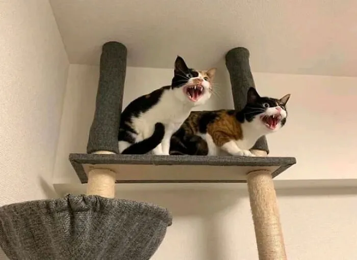 "The Committee Against Vacuum Cleaners"