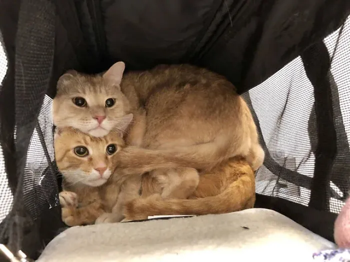 "The Vet Is So Scary!!"