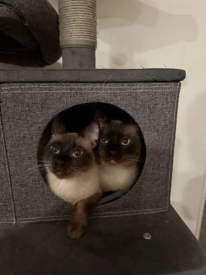 "My Two Siamese If You Please"