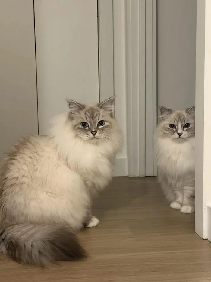 "This Was The Look I Got When I Was Taking Too Long With Their Dinner"