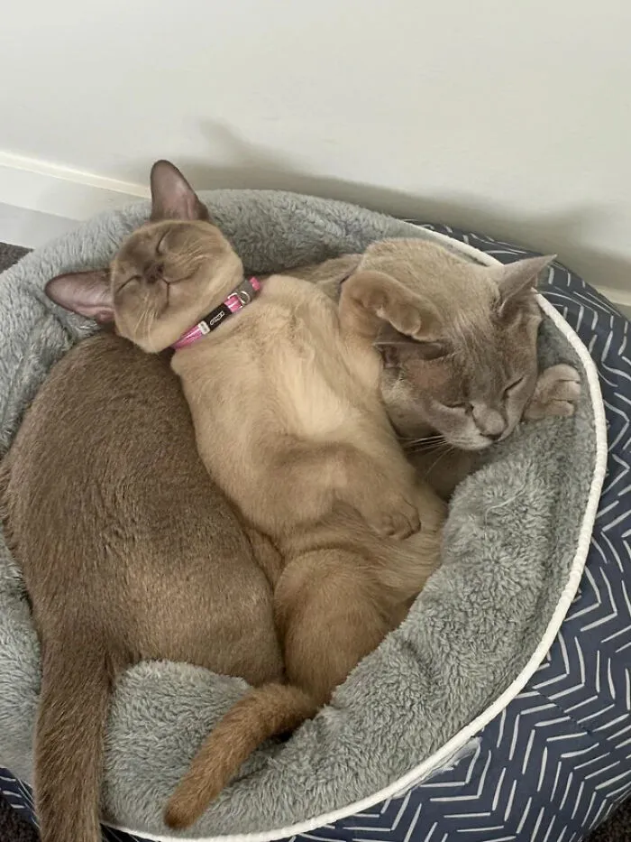 "Little One Loves Her Big Pillow"