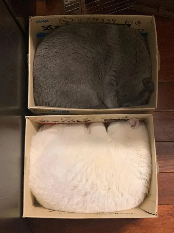"Perfect Fit"