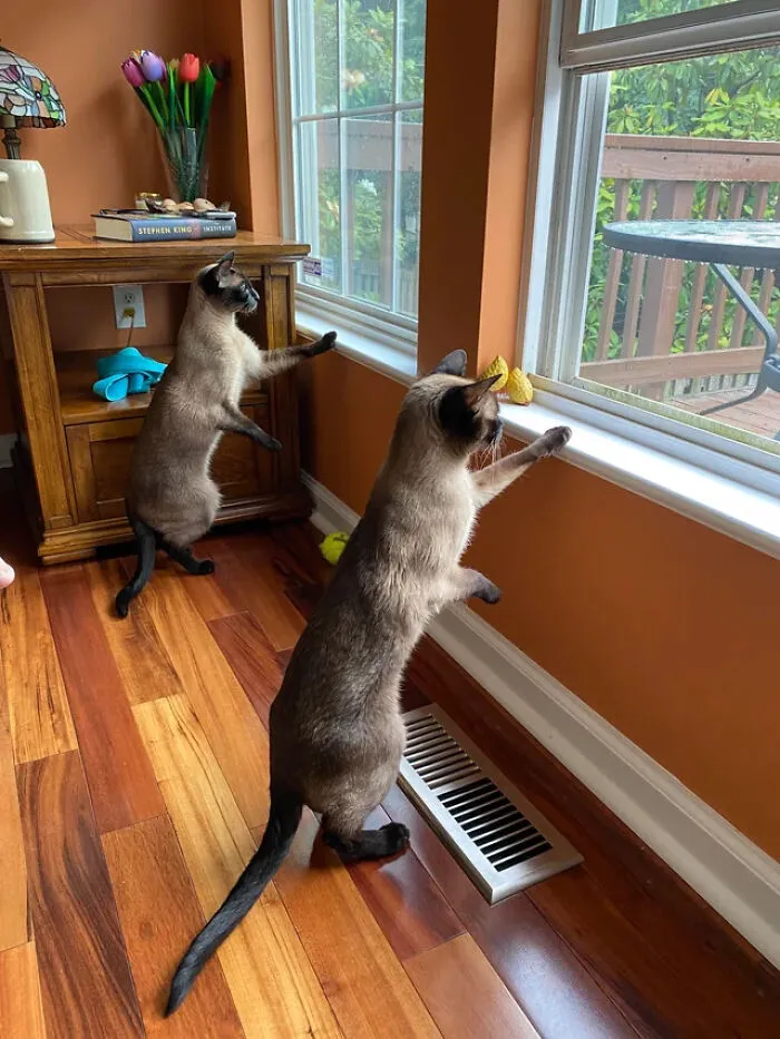 "Squirrel Watching Position"