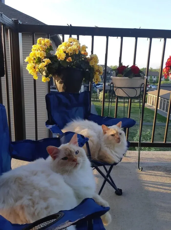 "I Bought My Cats Child-Sized Camp Chairs"
