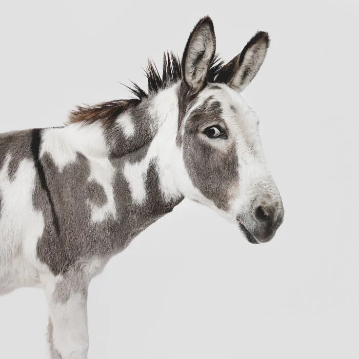 Photographer Captured 44 Animals You Don’t Usually See In Portraits, And They All Nailed It