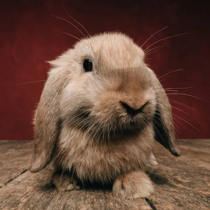 Photographer Captured 44 Animals You Don’t Usually See In Portraits, And They All Nailed It