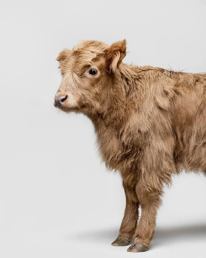 Photographer Captured 44 Animals You Don’t Usually See In Portraits, And They All Nailed It