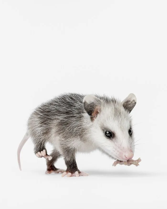 Photographer Captured 44 Animals You Don’t Usually See In Portraits, And They All Nailed It