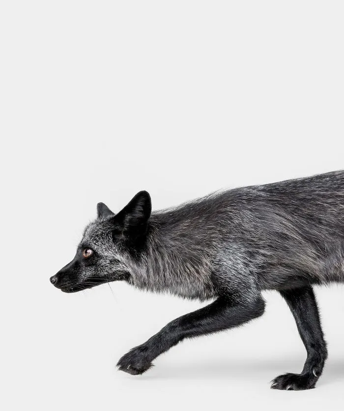 Photographer Captured 44 Animals You Don’t Usually See In Portraits, And They All Nailed It