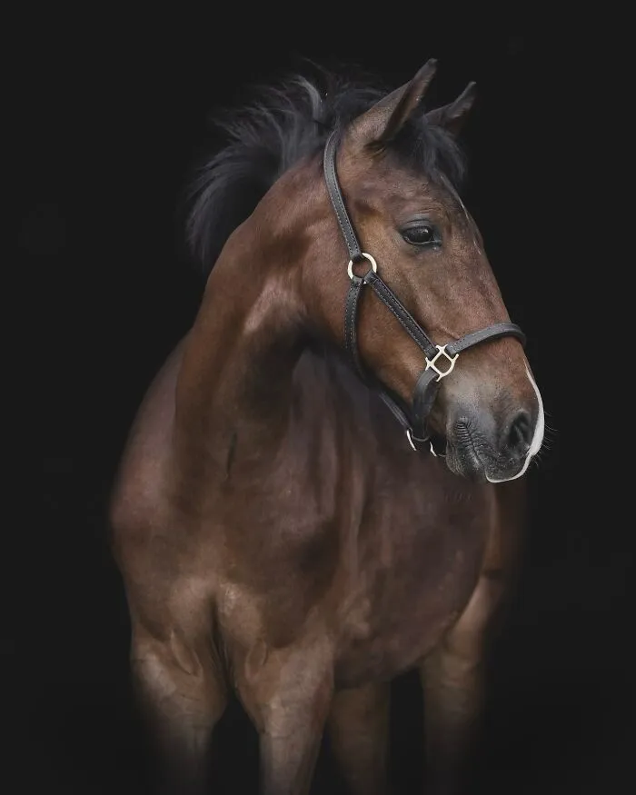 Photographer Captured 44 Animals You Don’t Usually See In Portraits, And They All Nailed It