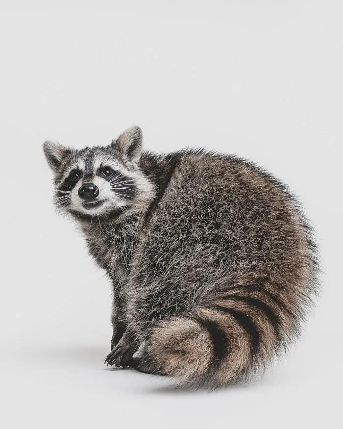 Photographer Captured 44 Animals You Don’t Usually See In Portraits, And They All Nailed It