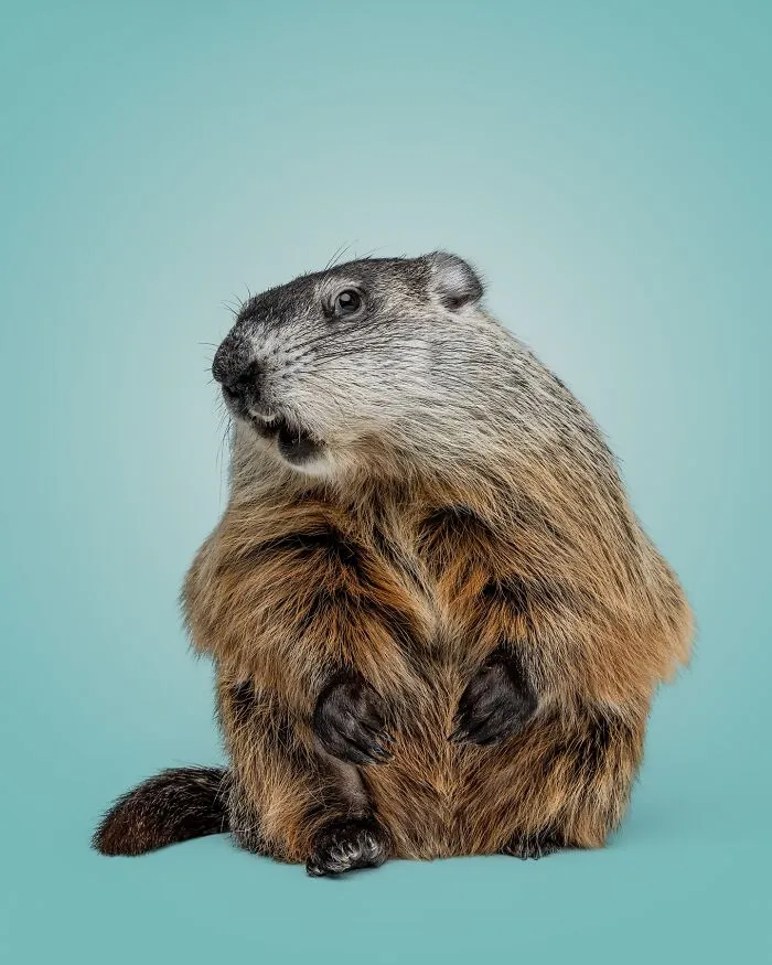 Photographer Captured 44 Animals You Don’t Usually See In Portraits, And They All Nailed It