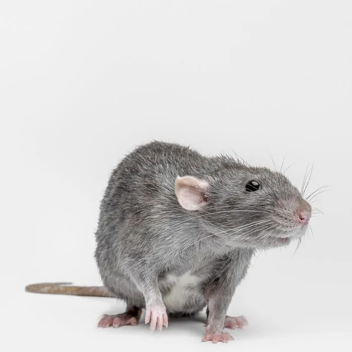 Photographer Captured 44 Animals You Don’t Usually See In Portraits, And They All Nailed It