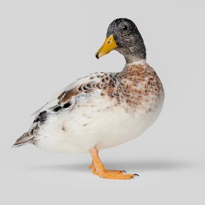 Photographer Captured 44 Animals You Don’t Usually See In Portraits, And They All Nailed It