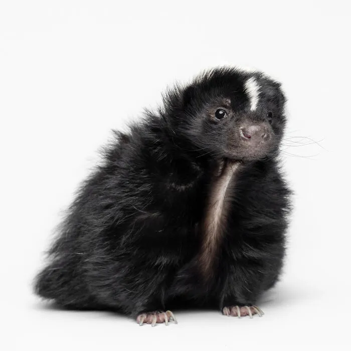 Photographer Captured 44 Animals You Don’t Usually See In Portraits, And They All Nailed It