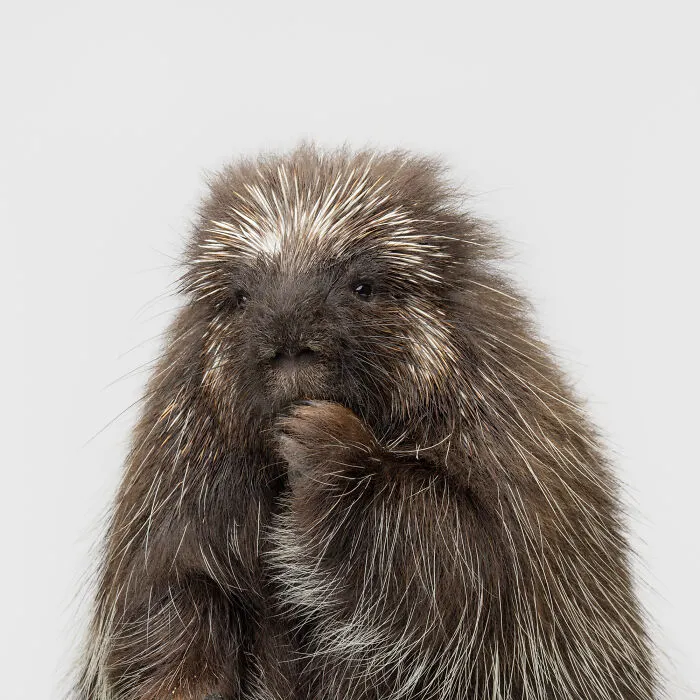 Photographer Captured 44 Animals You Don’t Usually See In Portraits, And They All Nailed It