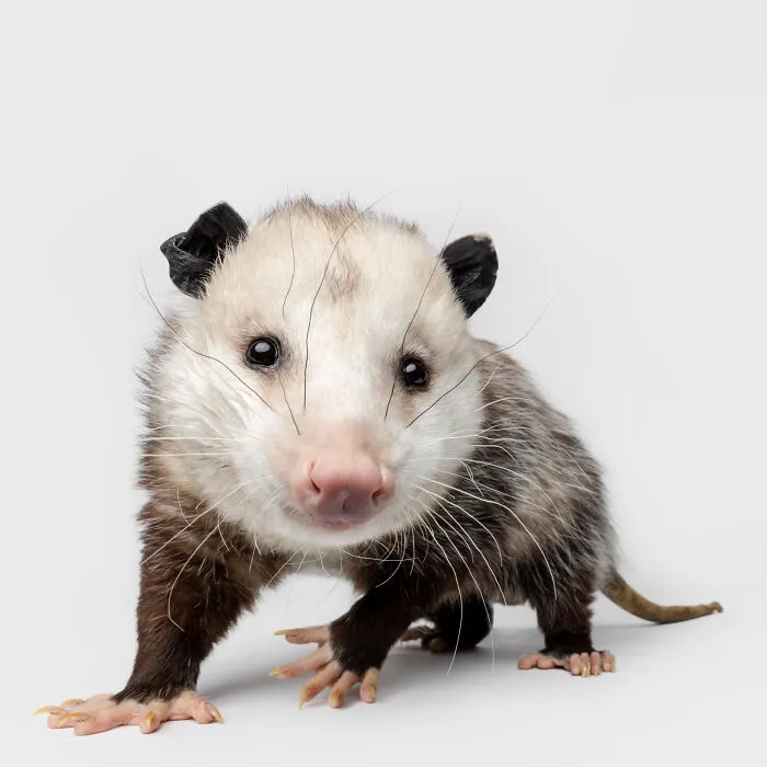 Photographer Captured 44 Animals You Don’t Usually See In Portraits, And They All Nailed It