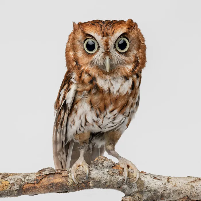 Photographer Captured 44 Animals You Don’t Usually See In Portraits, And They All Nailed It