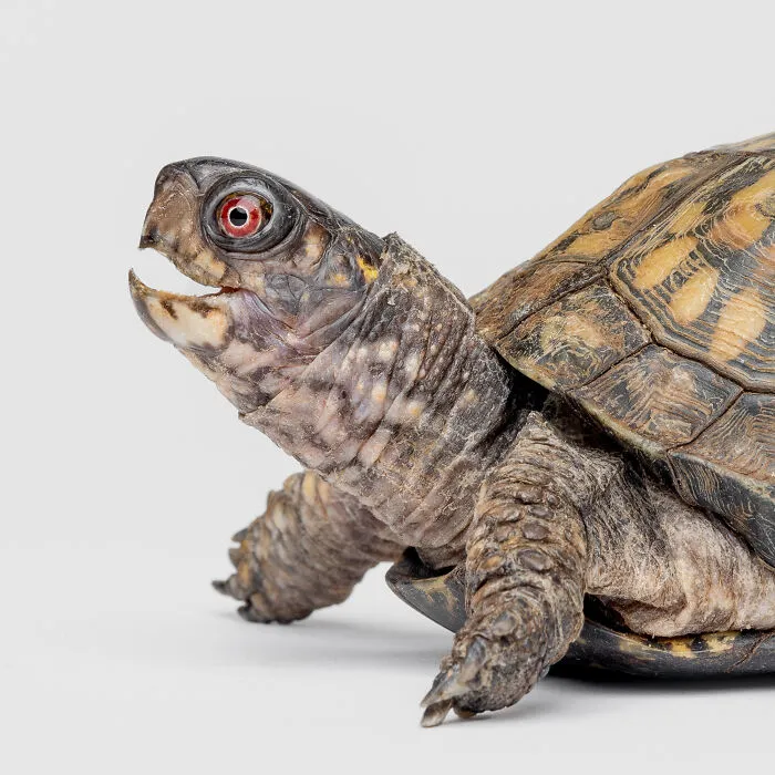 Photographer Captured 44 Animals You Don’t Usually See In Portraits, And They All Nailed It