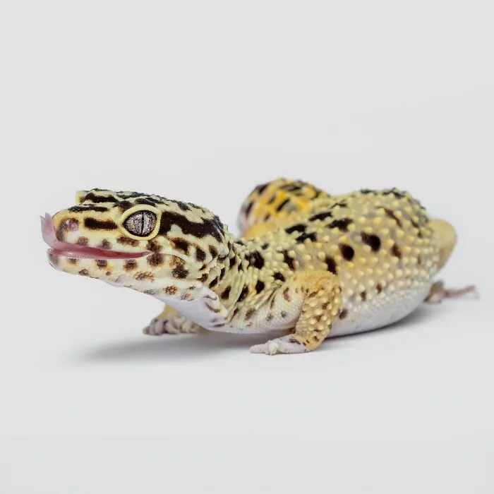 Photographer Captured 44 Animals You Don’t Usually See In Portraits, And They All Nailed It