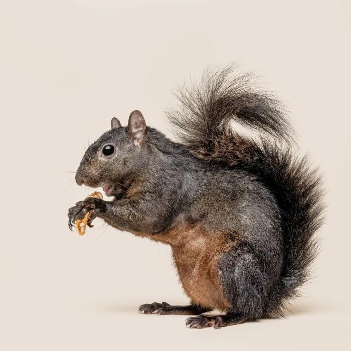 Photographer Captured 44 Animals You Don’t Usually See In Portraits, And They All Nailed It
