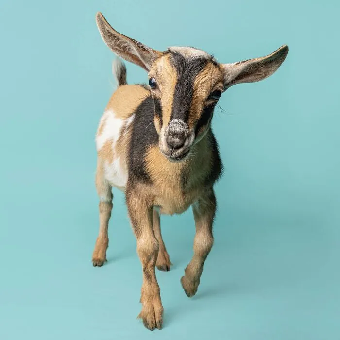 Photographer Captured 44 Animals You Don’t Usually See In Portraits, And They All Nailed It