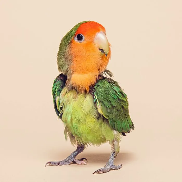 Photographer Captured 44 Animals You Don’t Usually See In Portraits, And They All Nailed It