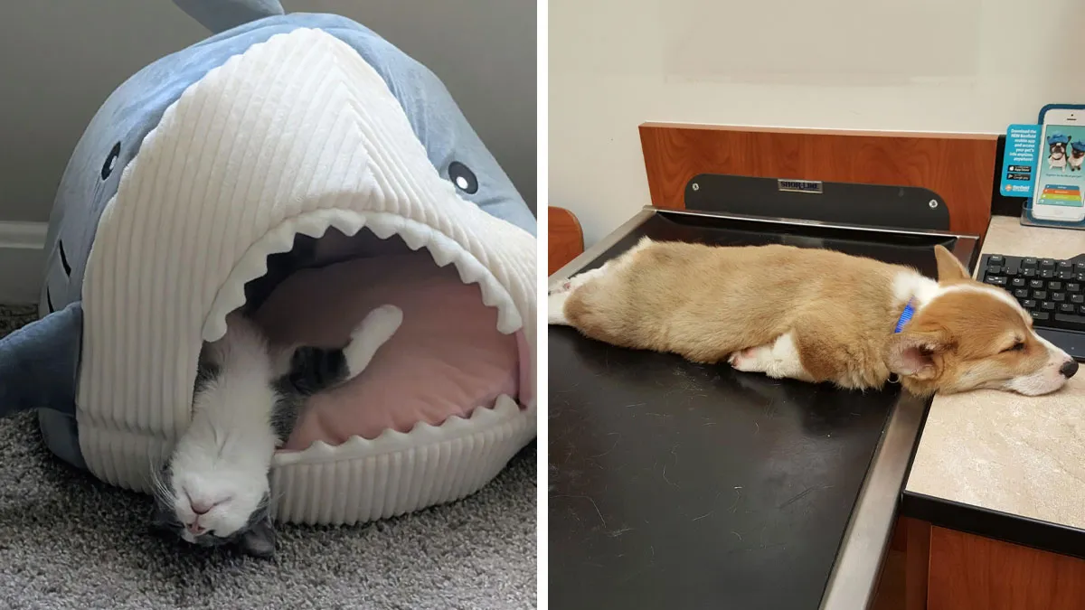 50 Moments When Animals Decided It Was Nap Time, No Matter The Place