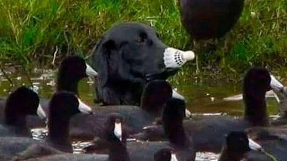 These 44 Dog Memes Are So Funny, You Might Forget Your Own Problems