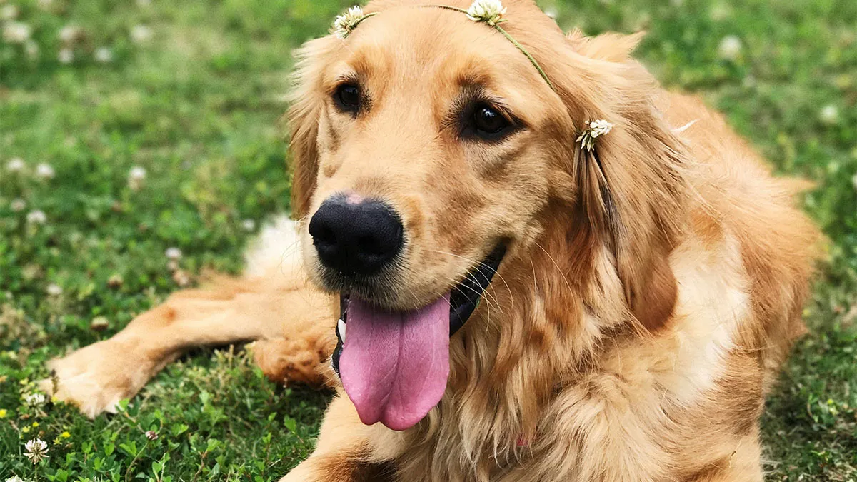 Hey Pandas, AITA For Letting A Retired Vet Adopt My Boyfriend’s Dog After He Forgot About Her?
