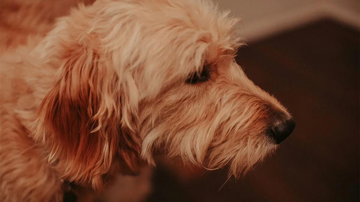Hey Pandas, AITA For Finding A New Home For My Dog After My Girlfriend Walked Out?