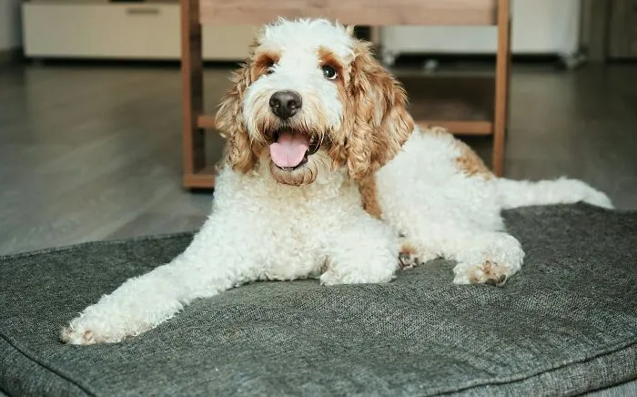 47 Pet Owners Share The Biggest Beef Their Animals Have Going On Right Now
