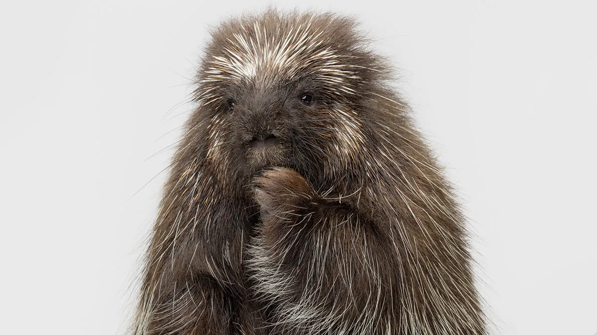 Photographer Captured 44 Animals You Don’t Usually See In Portraits, And They All Nailed It