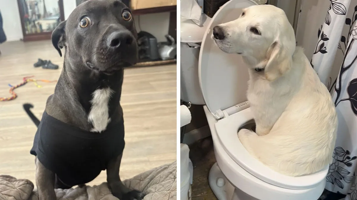 50 People Share Awkward Photos Of Their Pets, And The Results Are Pure Comedy Gold
