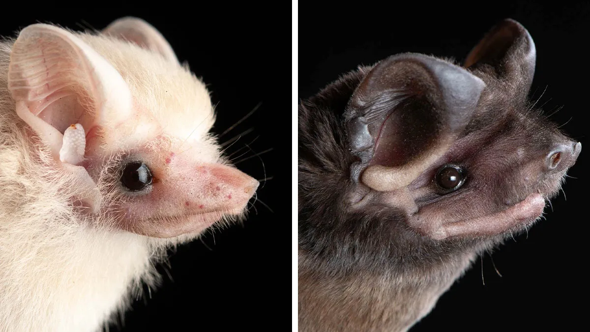 This Biologist Photographed 30 Different Bats To Show How Cute and Unique They Really Are