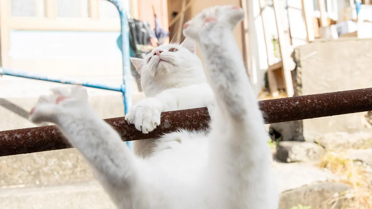 Estas 20 fotos de Masayuki Oki nos cuentan cómo es la vida de los gatos callejeros de Tokio