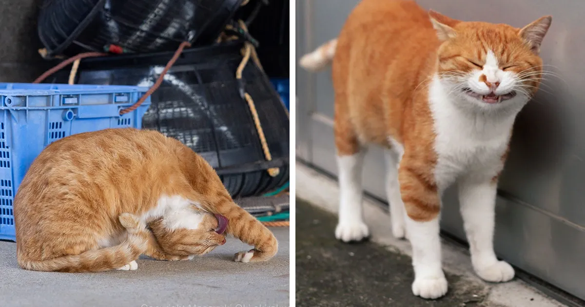 Estas 20 fotos de Masayuki Oki nos cuentan cómo es la vida de los gatos callejeros de Tokio