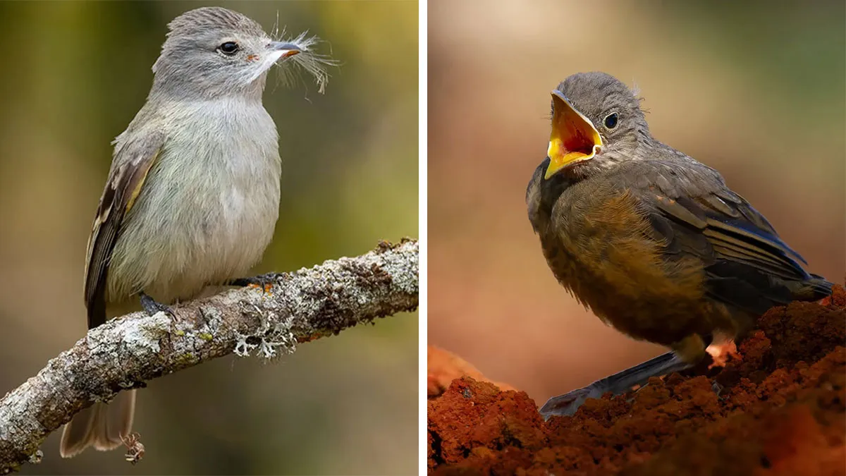 This Wildlife Photographer Explores The Vibrant World Of Brazilian Birds