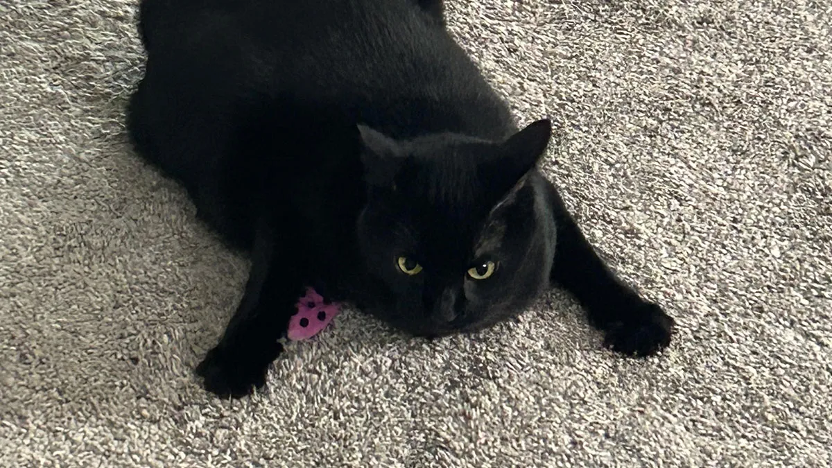 40 Of The Cutest Black Cats From “OneBlackBraincell” Community