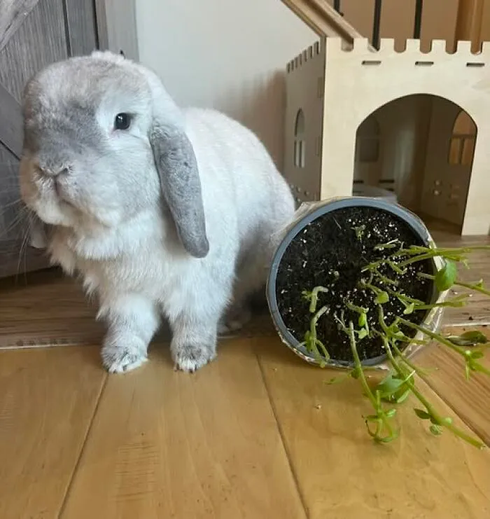 Mommy, I Didn’t Touch The Basil Plant. It Was Already Like That, I Promise