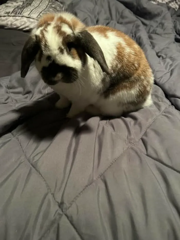 I *Attempted* To Trim Her Nails… She Then Proceeded To Pee On Me And Then Thumped At Me As She Ran Away