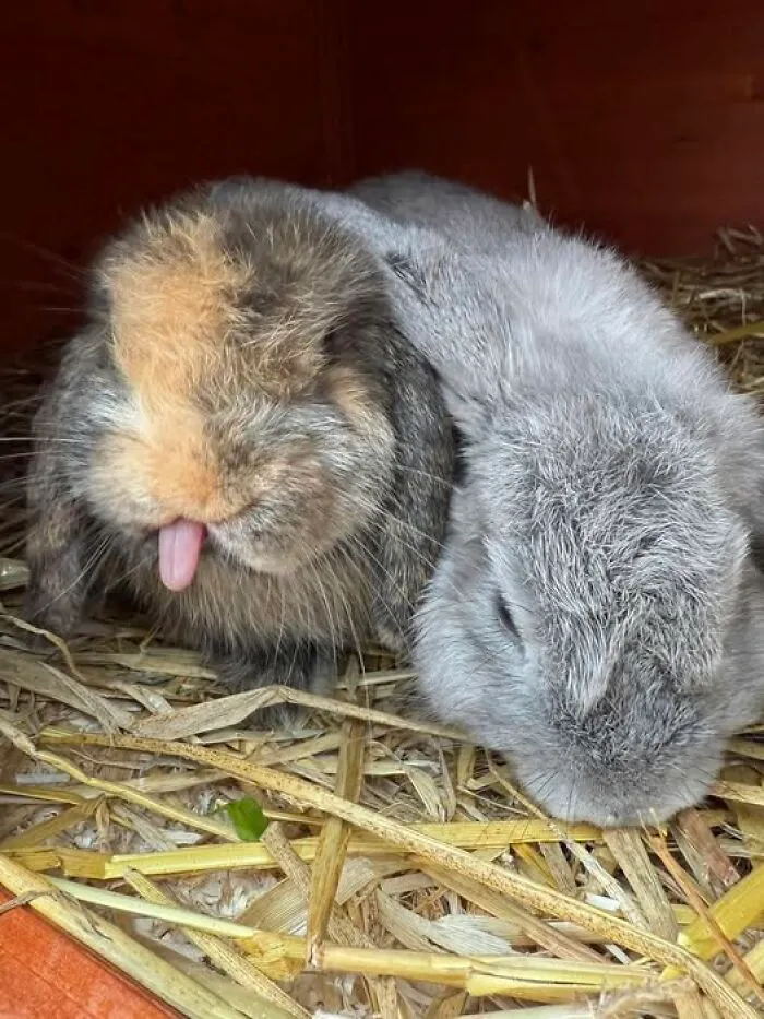 Muffins Face After I Said ‘I Know It’s Slightly Raining But Shall We Come To Stretch The Legs …’