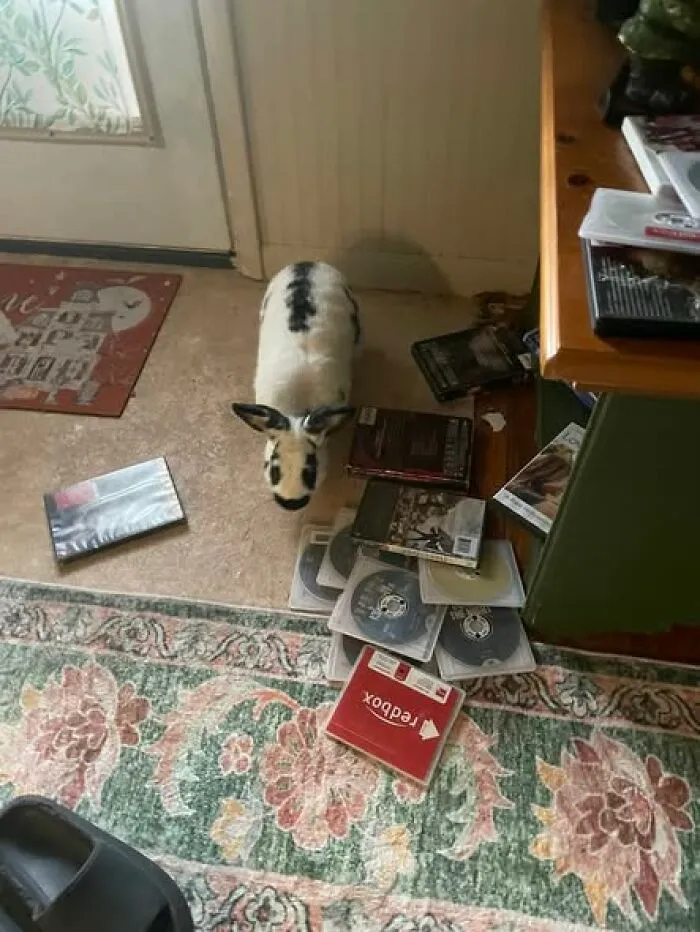 Keeps Throwing The Dvds Everywhere And Chewing The Cases